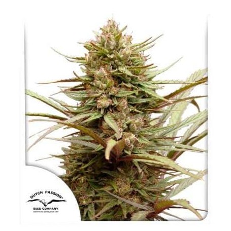 Semillas CBD Compassion