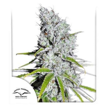 Semillas CBD Skunk Haze