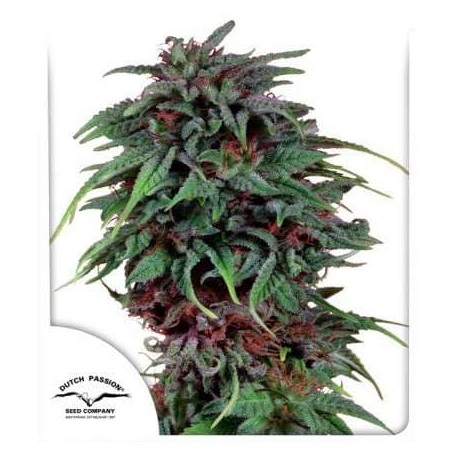 Semillas Durban Poison